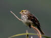 13Jul: Savannah Sparrow, Dutch Harbor, AK