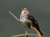 13Jul: Savannah Sparrow, Dutch Harbor, AK