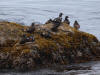 13Jul: Harlequin Duck, Summer Bay Road, Unalaska Is.