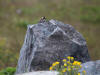 13Jul: Lapland Longspur, Summer Bay Road, Unalaska Is.