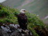 13Jul: Bald Eagle, Overland Drive, Unalaska Is.
