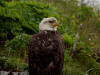 13Jul: Bald Eagle, Overland Drive, Unalaska Is.