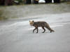 13Jul: Red Fox, Dutch Harbor, AK