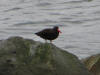 14Jul: Black Oystercatcher, Unalaska Island, AK