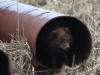 27May: Arctic Fox, near effluent dump, St. Paul Island, AK