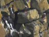 27May, Thick-billed Murre & Tufted Puffin, effluent dump, AK