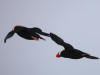 27May, Tufted Puffin, effluent dump, St. Paul Island, AK
