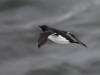 27May, Thick-billed Murre, effluent dump, St. Paul Island, AK