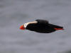27May, Tufted Puffin, effluent dump, St. Paul Island, AK