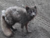 27May: Arctic Fox, St. Paul, St. Paul Island, AK