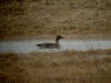 27May: Tundra Bean Goose, pond near airport, St. Paul Island, AK