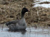 27May: Tundra Bean Goose, pond near airport, St. Paul Island, AK