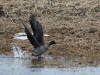 27May: Tundra Bean Goose, pond near airport, St. Paul Island, AK