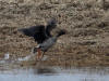 27May: Tundra Bean Goose, pond near airport, St. Paul Island, AK