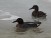 27May: Eurasian Green-winged Teal, Polovina Lake, St. Paul Island, AK