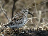 27May: Rock Sandpiper, Northeast Point, St. Paul Island, AK