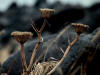 28May: Wild Celery, East Landing, St. Paul Island, AK