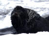 28May: Northern Fur Seal, East Landing, St. Paul Island, AK