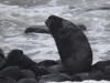 28May: Northern Fur Seal, East Landing, St. Paul Island, AK