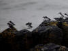 28May: Least Auklet, East Landing, St. Paul Island, AK