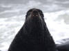 28May: Northern Fur Seal, East Landing, St. Paul Island, AK