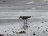 28May: Wandering Tattler, East Landing, St. Paul Island, AK