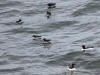 28May: Parakeet Auklet, East Landing, St. Paul Island, AK