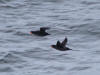 28May: Crested Auxlet, near Southwest Point, St. Paul Island, AK