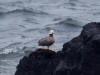 28May: Emperor Goose, Southwest Point, St. Paul Island, AK