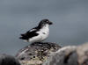 28May: Least Auklet, Southwest Point, St. Paul Island, AK