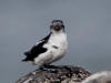 28May: Least Auklet, Southwest Point, St. Paul Island, AK