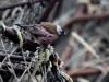 28May: Gray-crowned Rosy-Finch, crab cages, St. Paul Island, AK