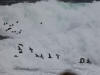 28May: Least Auklet in surf, Northeast Point, St. Paul Island, AK