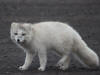 29May: Arctic Fox, St. Paul, St. Paul Island, AK