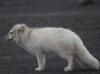 29May: Arctic Fox, St. Paul, St. Paul Island, AK