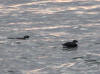 29May: Ancient Murrelet, St. Paul harbor, St. Paul Island, AK
