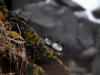 29May: Parakeet Auklet, sea cliffs at effluent dump, St. Paul Island, AK