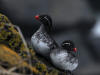 29May: Parakeet Auklet, sea cliffs near effluent dump, St. Paul Island, AK
