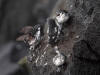 29May: Least Auklet, sea cliffs near effluent dump, St. Paul Island, AK