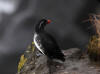 29May: Parakeet Auklet, sea cliffs near effluent dump, St. Paul Island, AK
