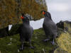 29May: Crested Auklet, sea cliffs near effluent dump, St. Paul Island, AK
