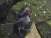 29May: Crested Auklet, sea cliffs near effluent dump, St. Paul Island, AK