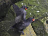 29May: Crested Auklet (mating), sea cliffs, St. Paul Island, AK