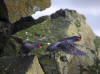 29May: Crested Auklet, sea cliffs near effluent dump, St. Paul Island, AK