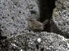 29May: Pacific Wren, sea cliffs near effluent dump, St. Paul Island, AK