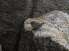 29May: Pacific Wren, sea cliffs near effluent dump, St. Paul Island, AK