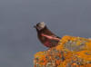 29May: Gray-crowned Rosy-Finch, Reef Point, St. Paul Island, AK