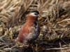 29May: Red Phalarope, seal rookery, Reef Point, St. Paul Island, AK