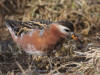 29May: Red Phalarope, seal rookery, Reef Point, St. Paul Island, AK