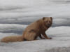 29May: Arctic Fox, near Weather Bureau Lake, St. Paul Island, AK